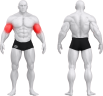 4019_BASIC STANDING SCOTT CURL.png